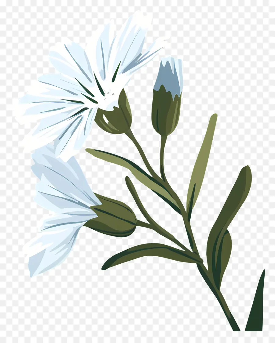 Sawi Putih，Bunga Putih PNG