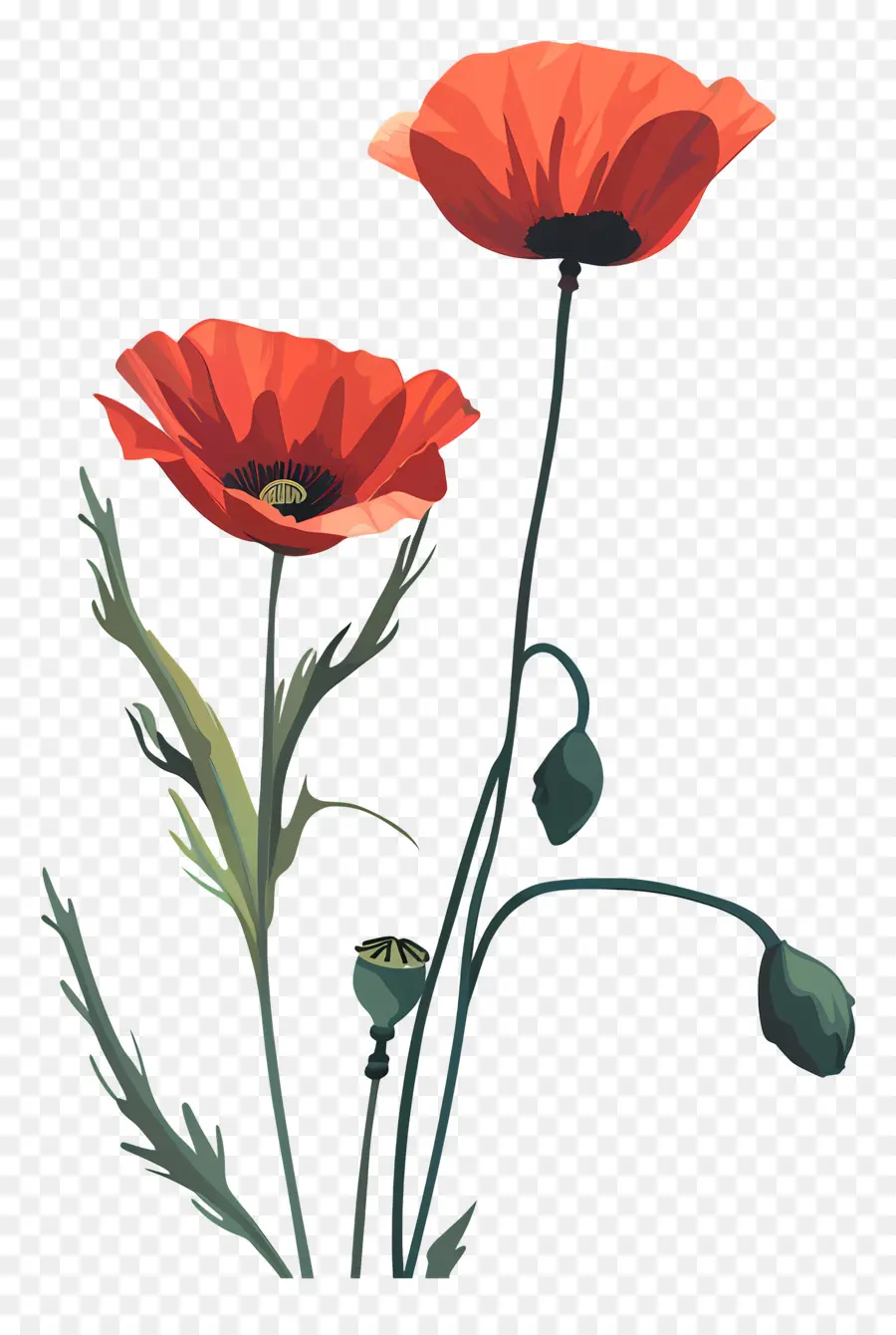 Poppies，Bunga Poppy Merah PNG