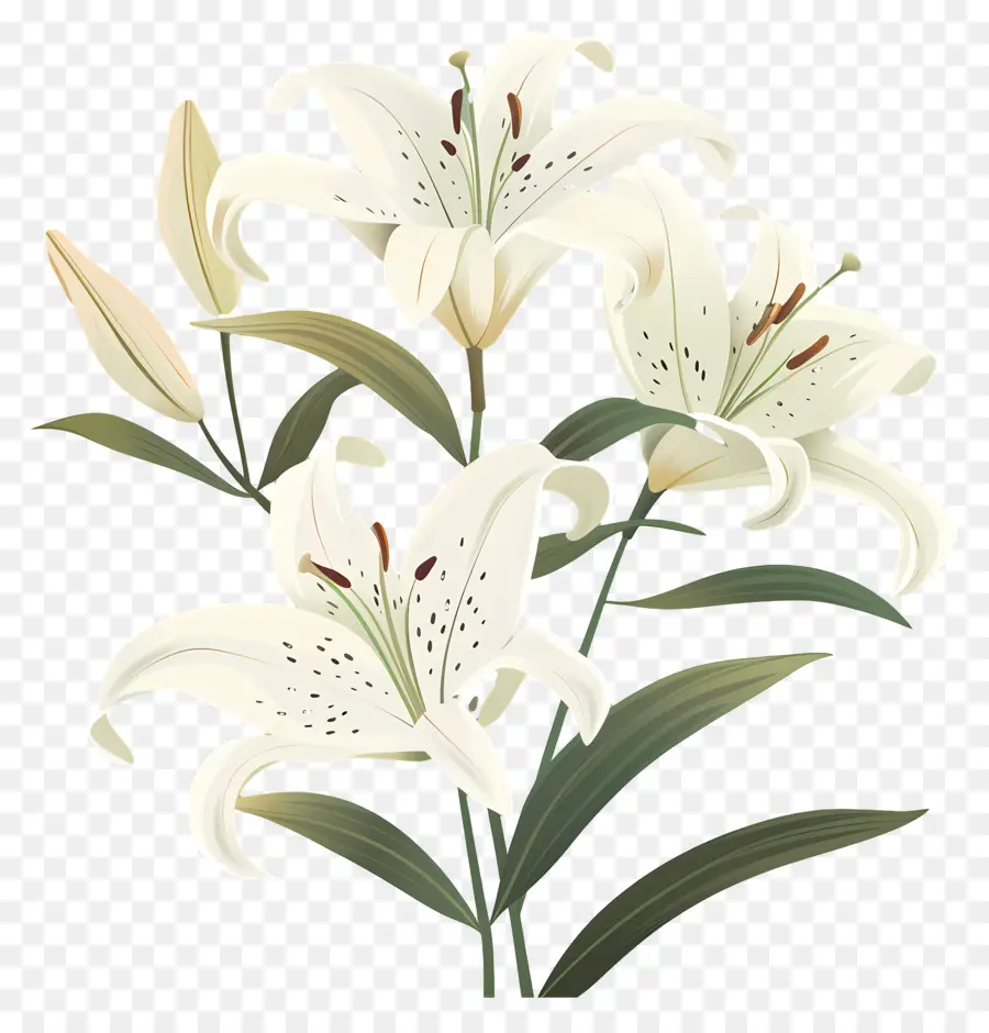 Lili，Bunga Lili Putih PNG