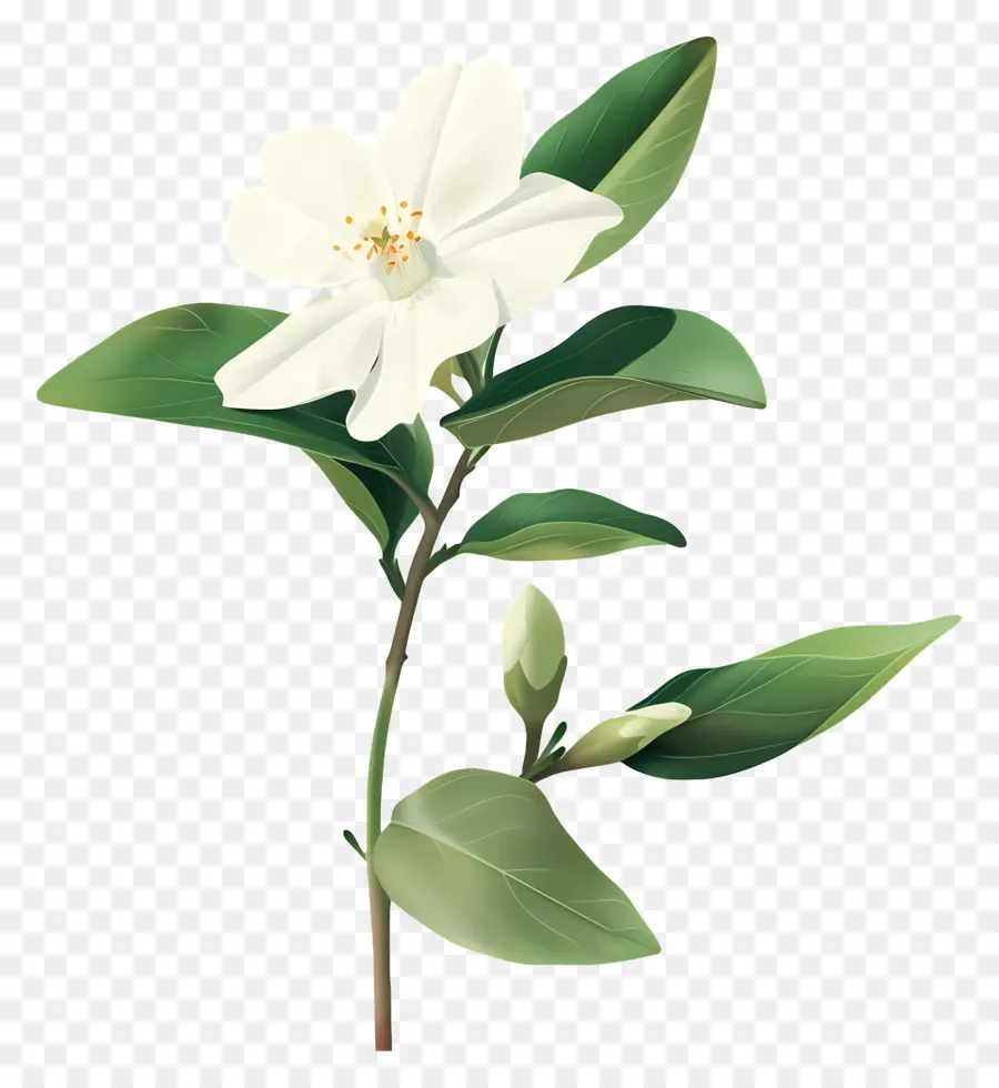 Melati，Bunga Putih PNG