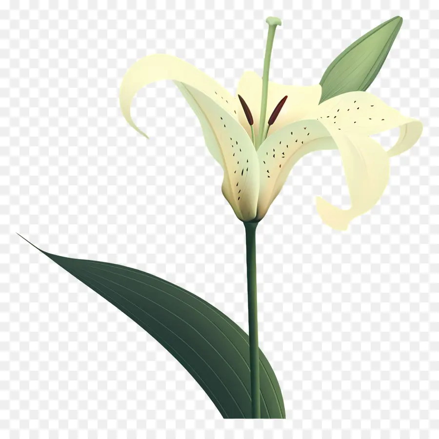Lili，Tanaman Bunga Bakung Putih PNG