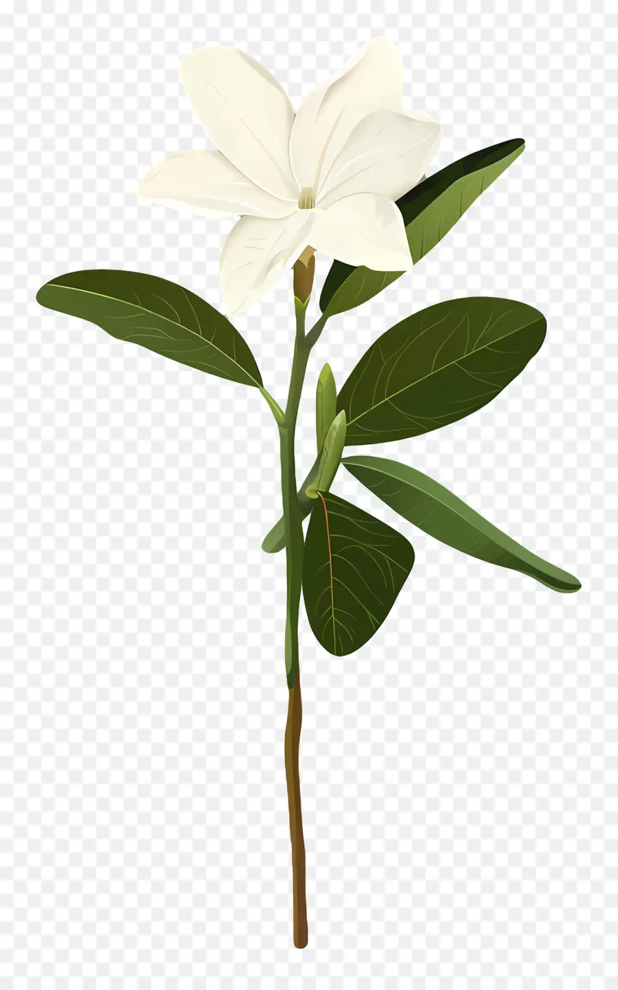 Melati，Bunga Putih PNG