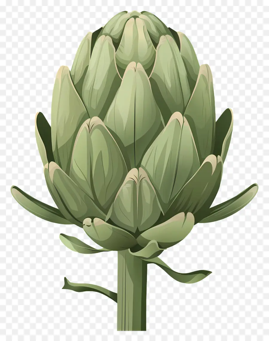 Artichoke，Hijau PNG