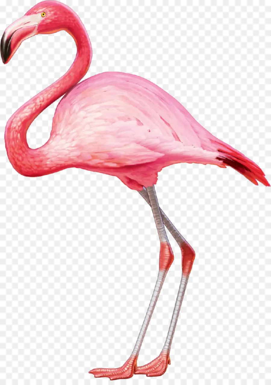 Flamingo，Flamingo Merah Muda PNG