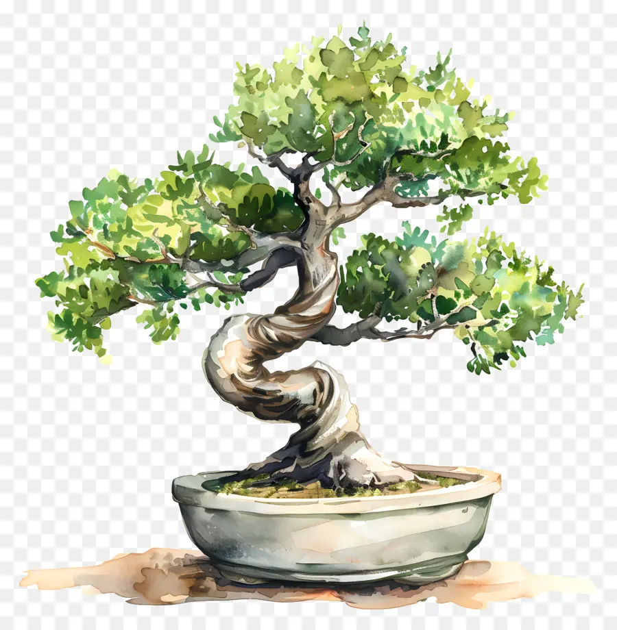 Pohon Bonsai，Lukisan Bonsai PNG