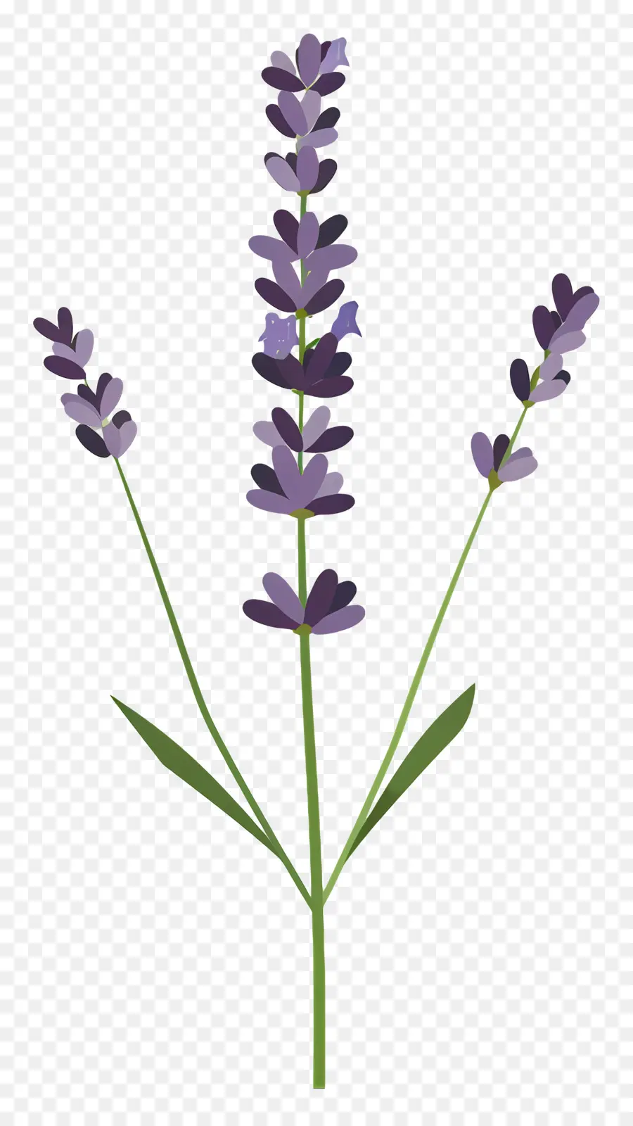 Lavender，Bunga Lavender PNG