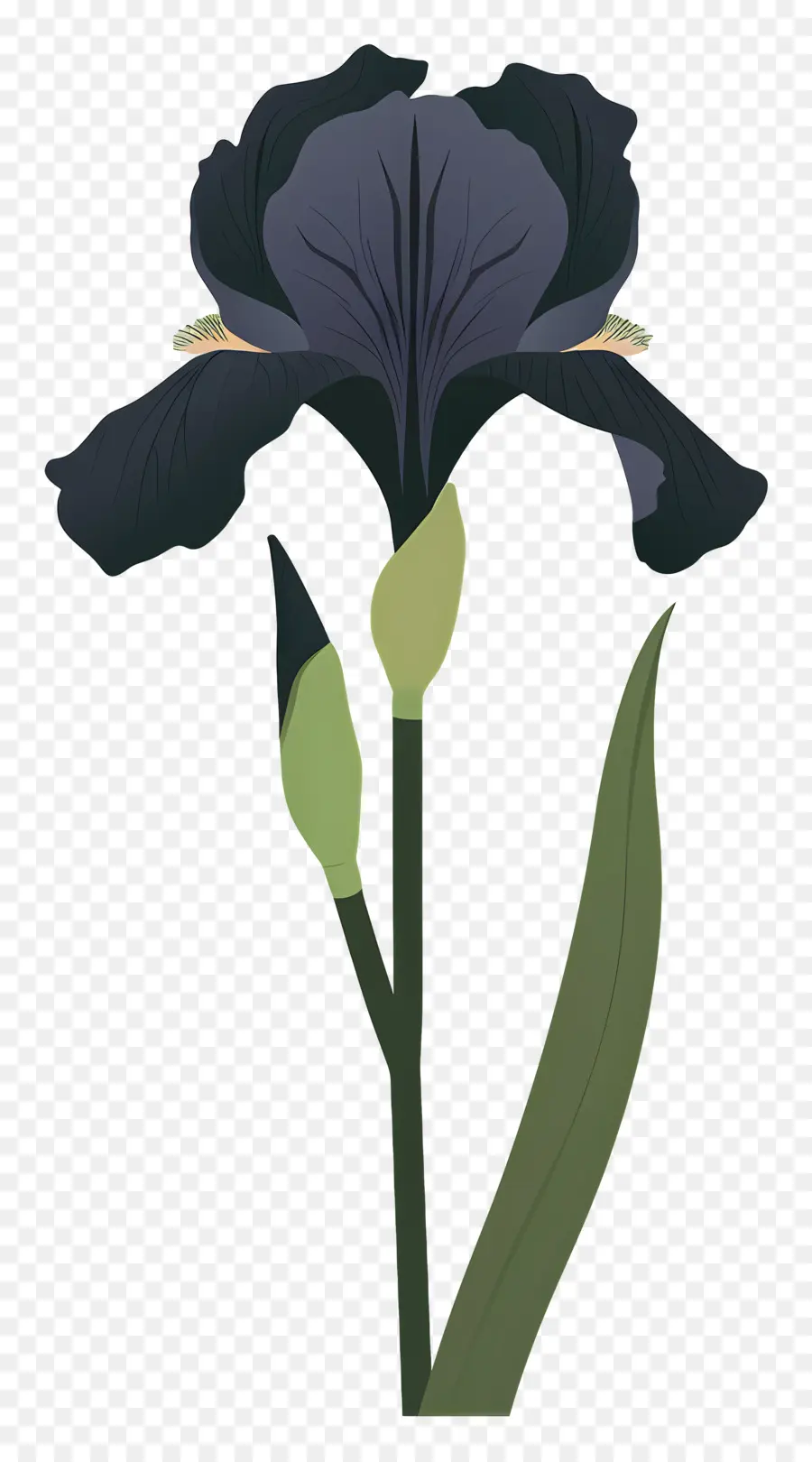 Iris，Iris Biru Bunga PNG