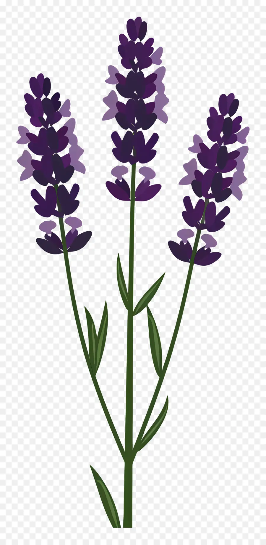 Lavender，Bunga Lavender PNG