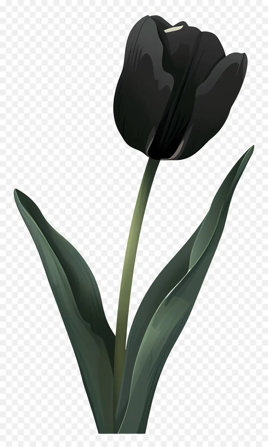 Tulip，Tulip Hitam PNG