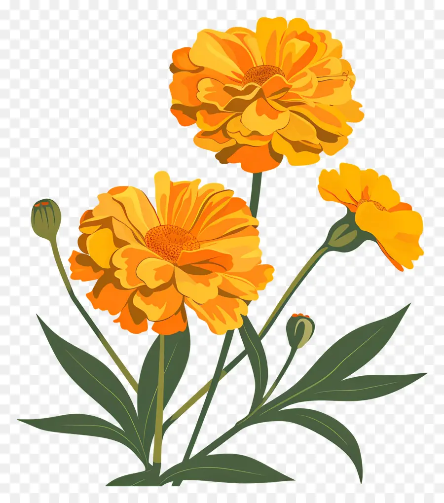 Marigold，Bunga Oranye PNG