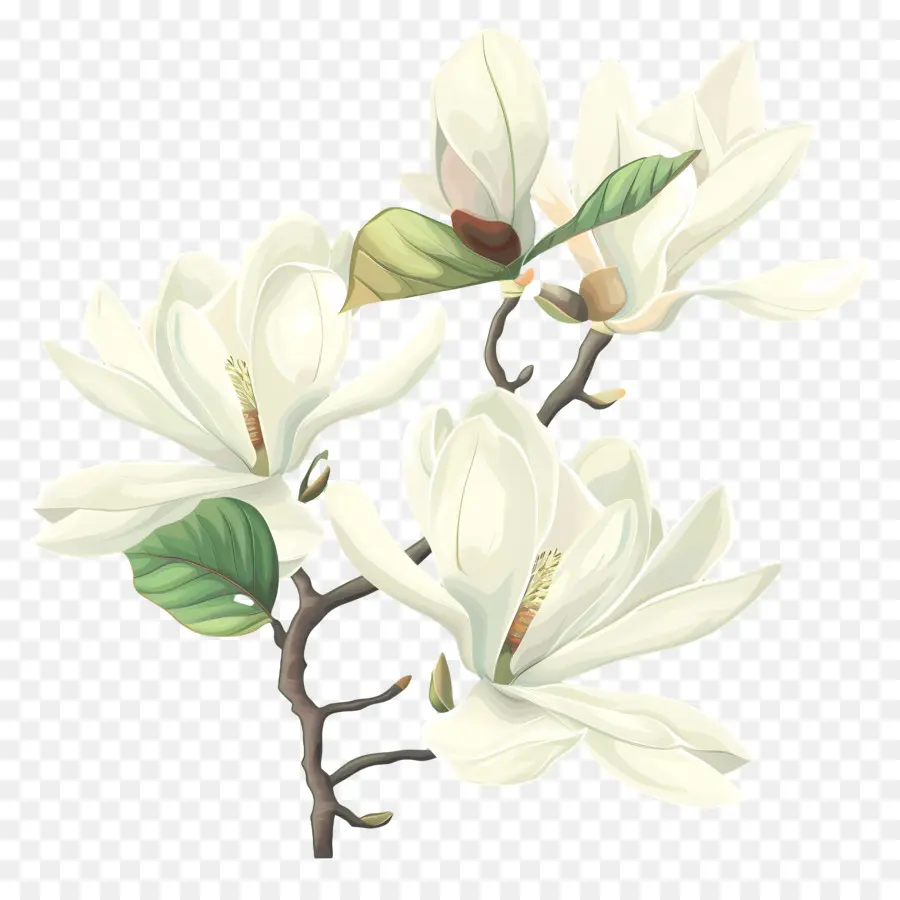 Magnolia，Bunga Magnolia Putih PNG