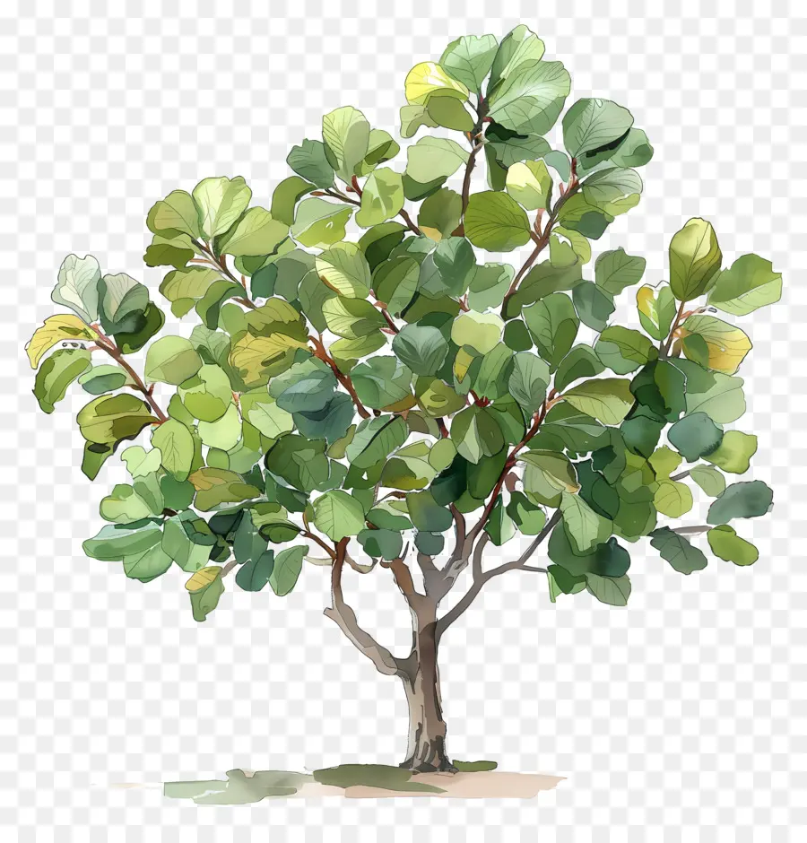 Pohon Ara，Pohon Tropis PNG