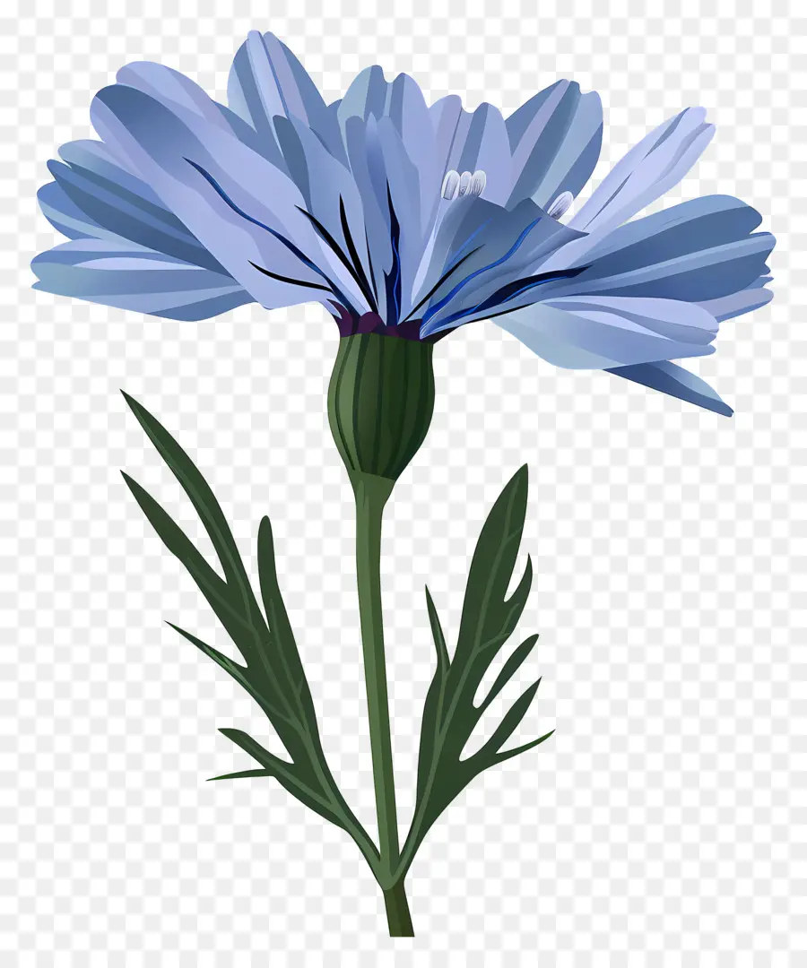 Sawi Putih，Bunga Biru PNG