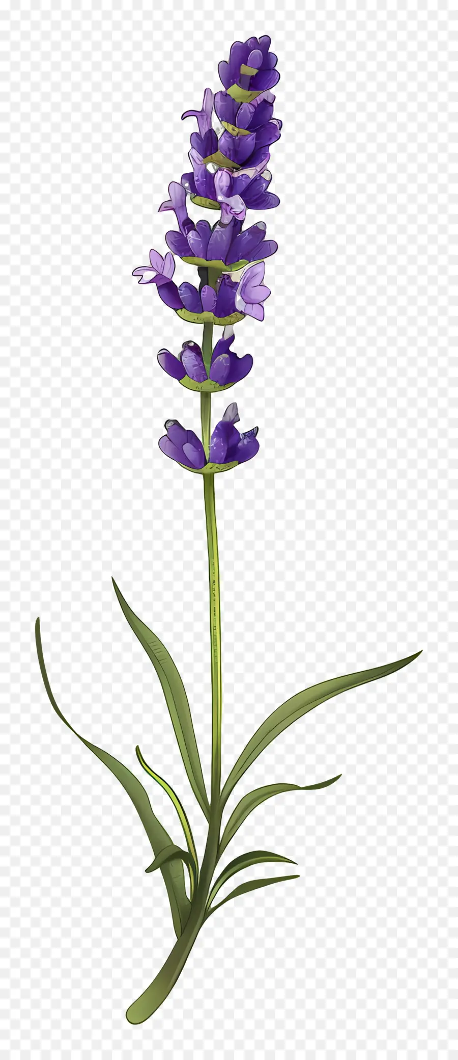 Lavender，Bunga Ungu PNG