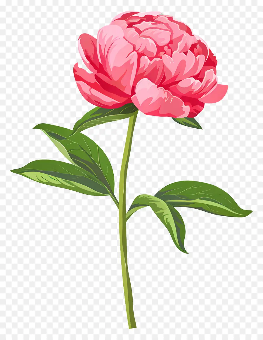 Peony，Bunga Merah Muda PNG