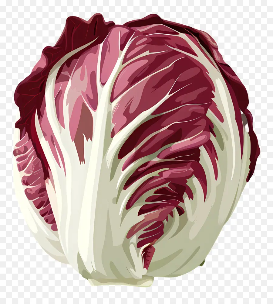 Radicchio，Kubis Merah PNG