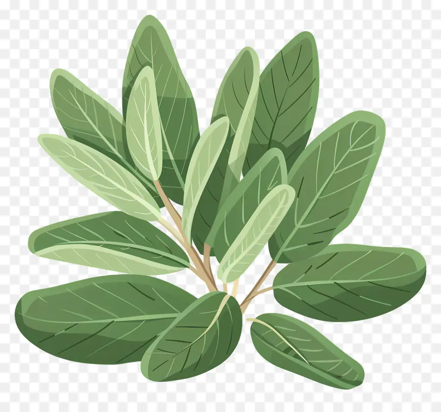 Herbal Sage，Daun Hijau PNG