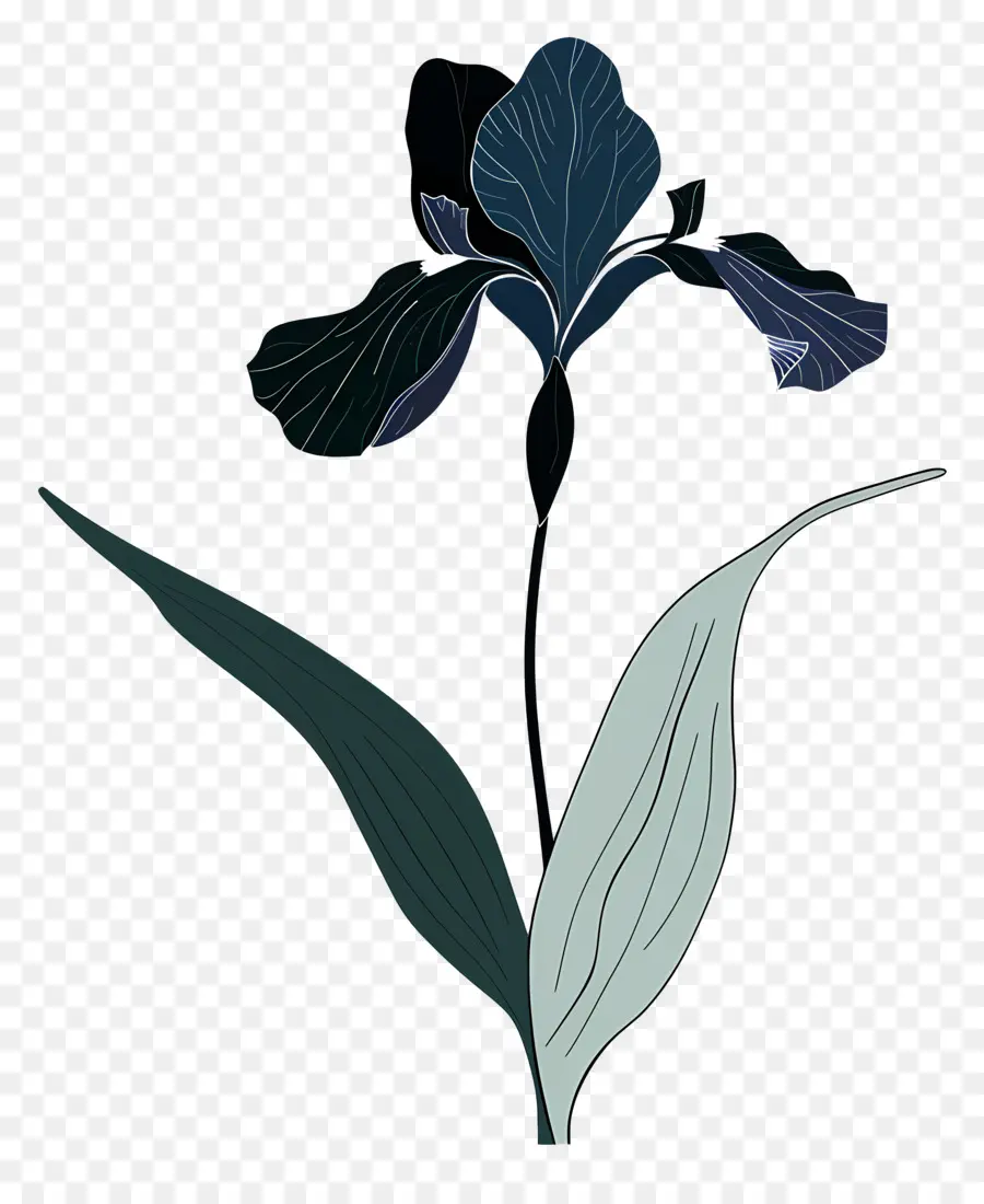 Iris，Iris Biru Bunga PNG