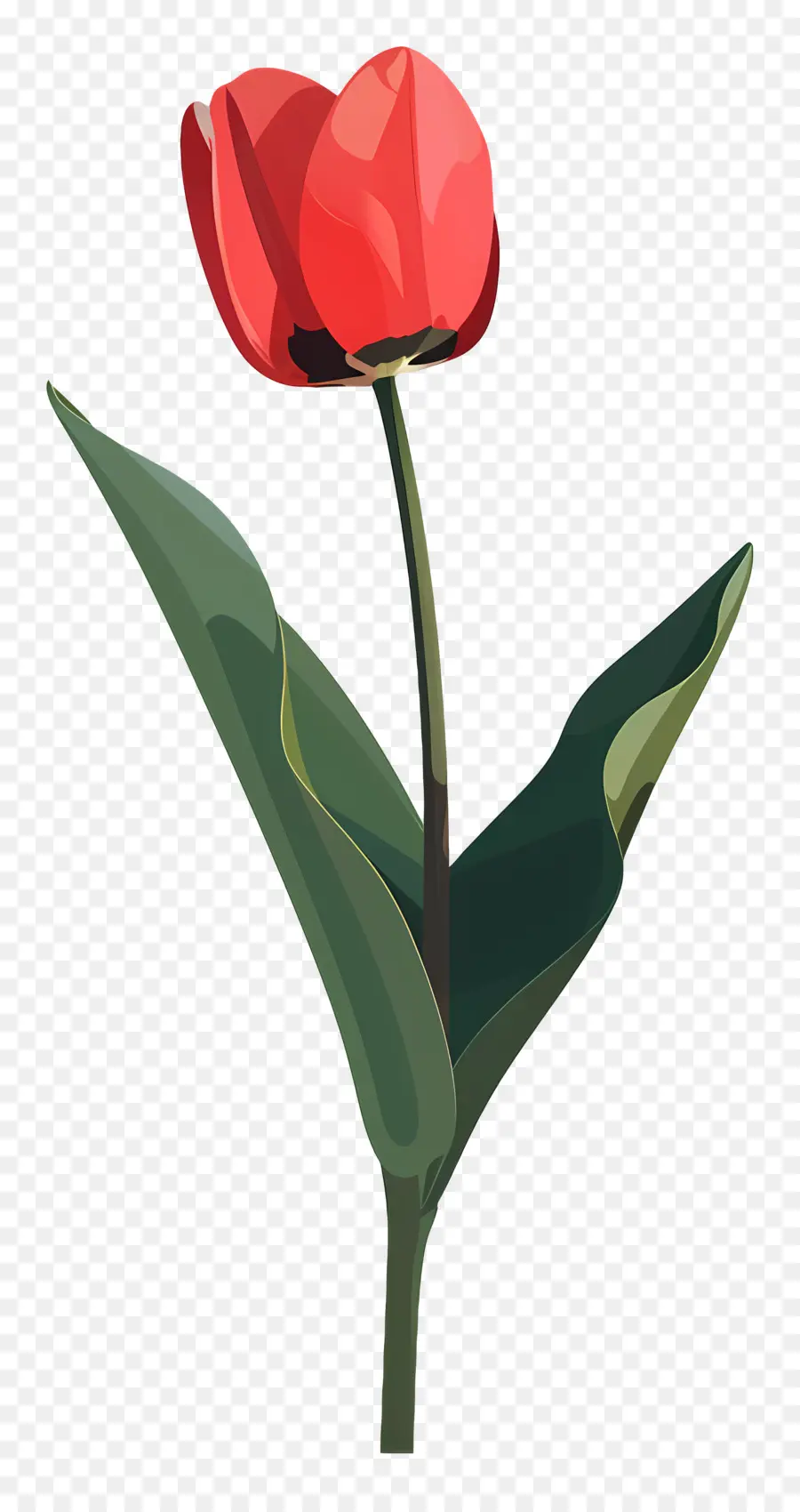 Tulip，Tulip Merah PNG