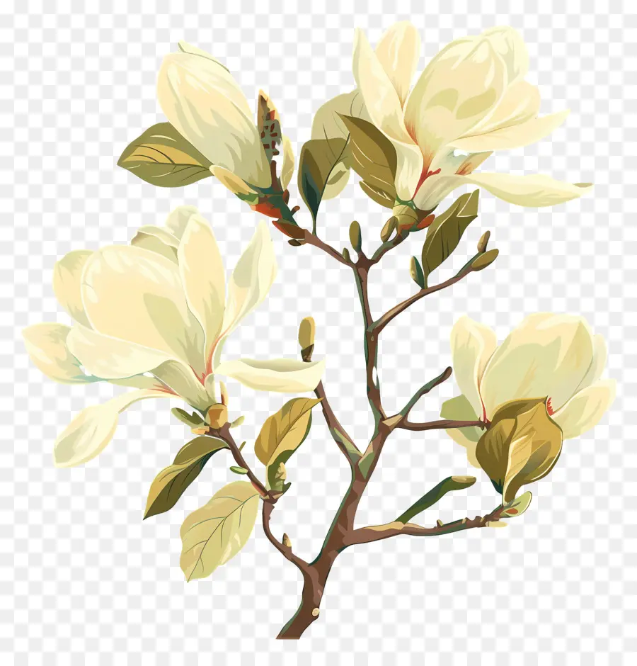 Magnolia，Bunga Putih PNG