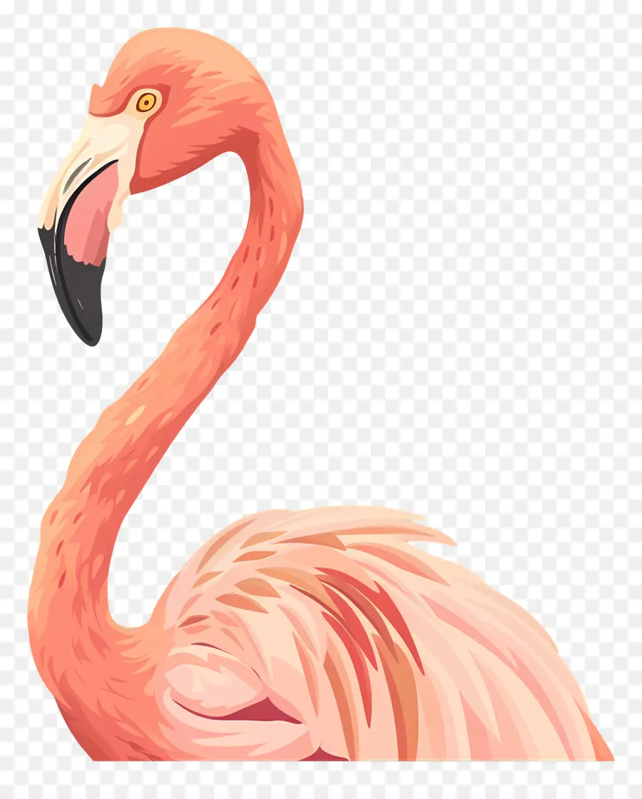 Flamingo，Flamingo Merah Muda PNG