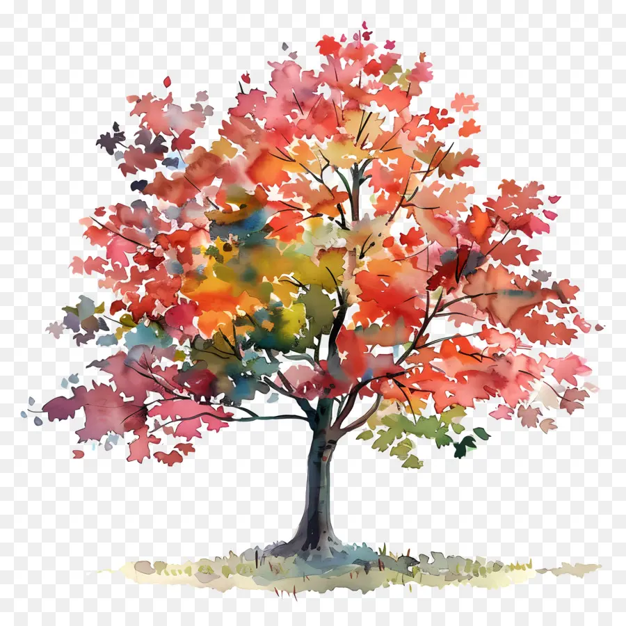 Pohon Maple，Musim Gugur Dedaunan PNG