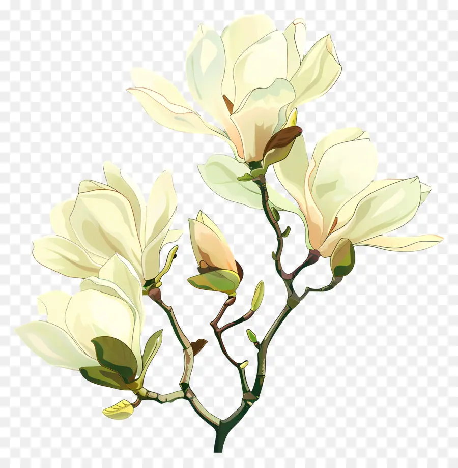 Magnolia，White Mallows PNG
