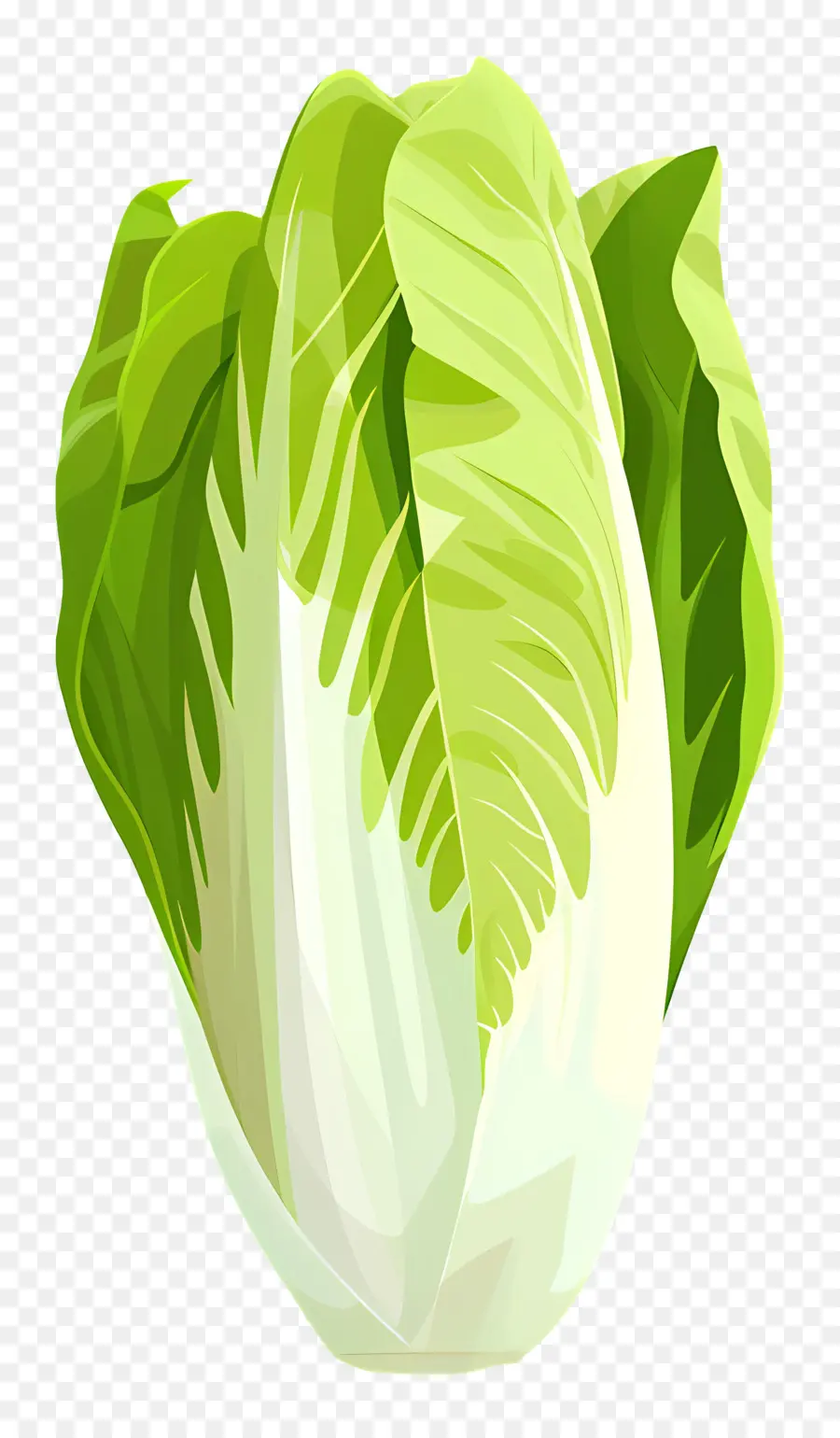 Endive，Selada PNG