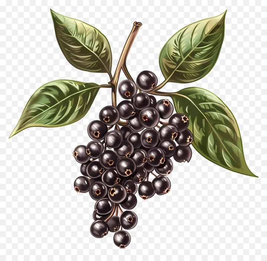 Berry Hitam，Daun Daun PNG