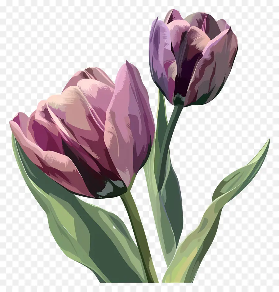 Tulip，Tulip Ungu PNG