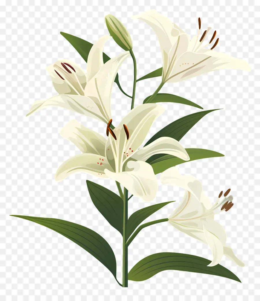 Lili，Putih Bunga Lily PNG