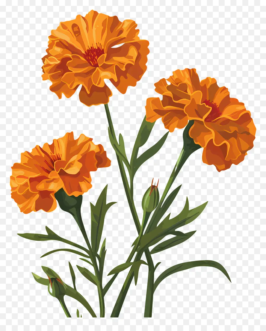 Marigold，Bunga PNG