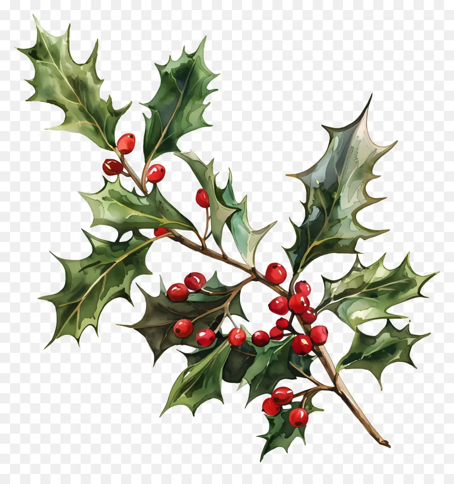 Holly，Holly Berry PNG
