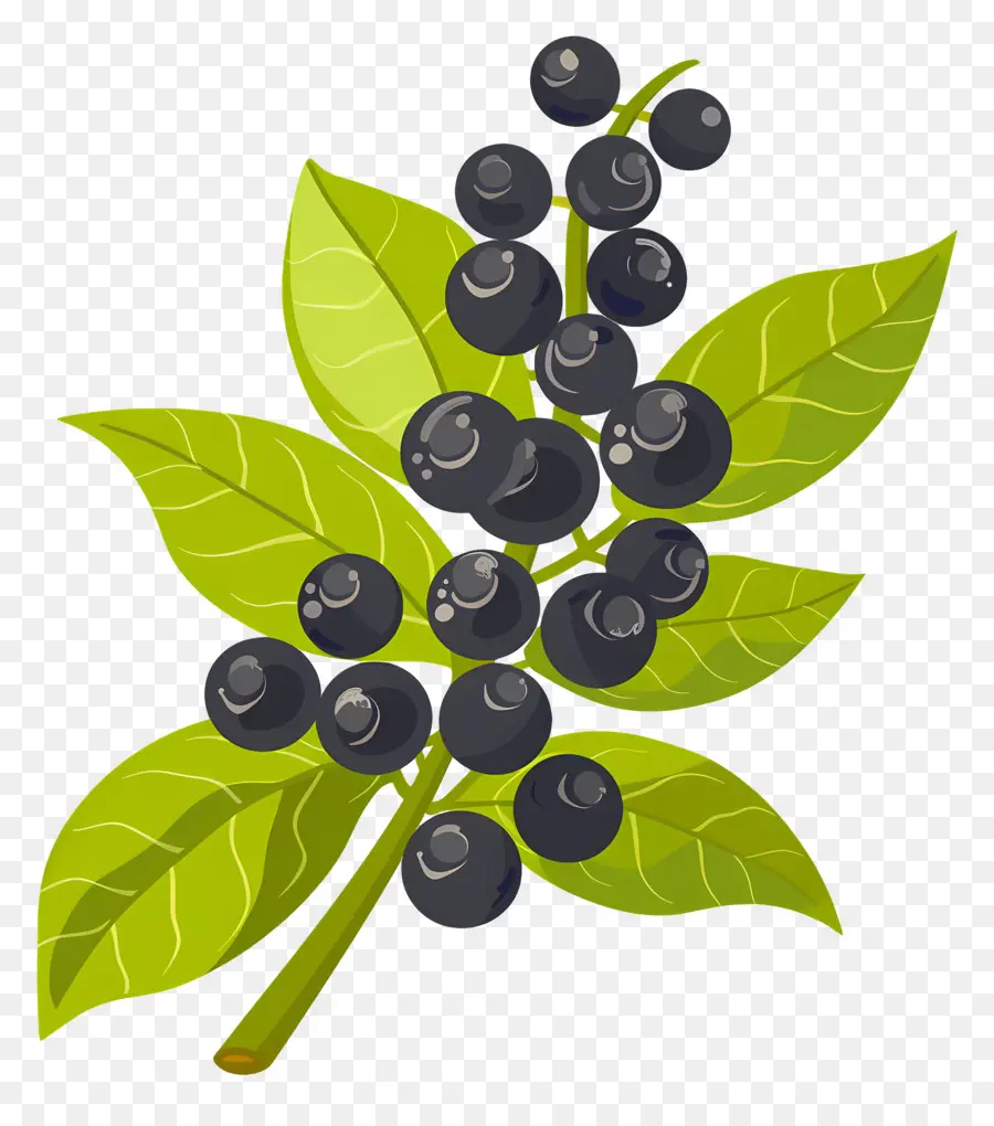 Lada Hitam，Blueberry PNG