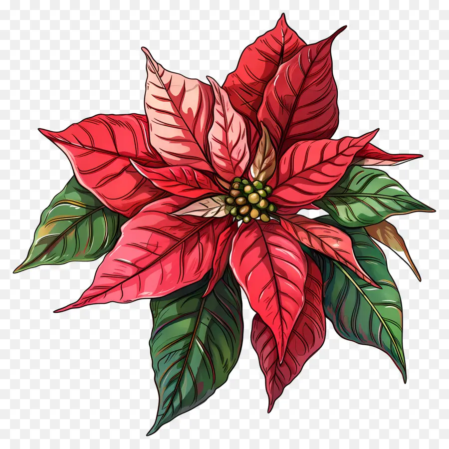 Poinsettia，Bunga Merah PNG