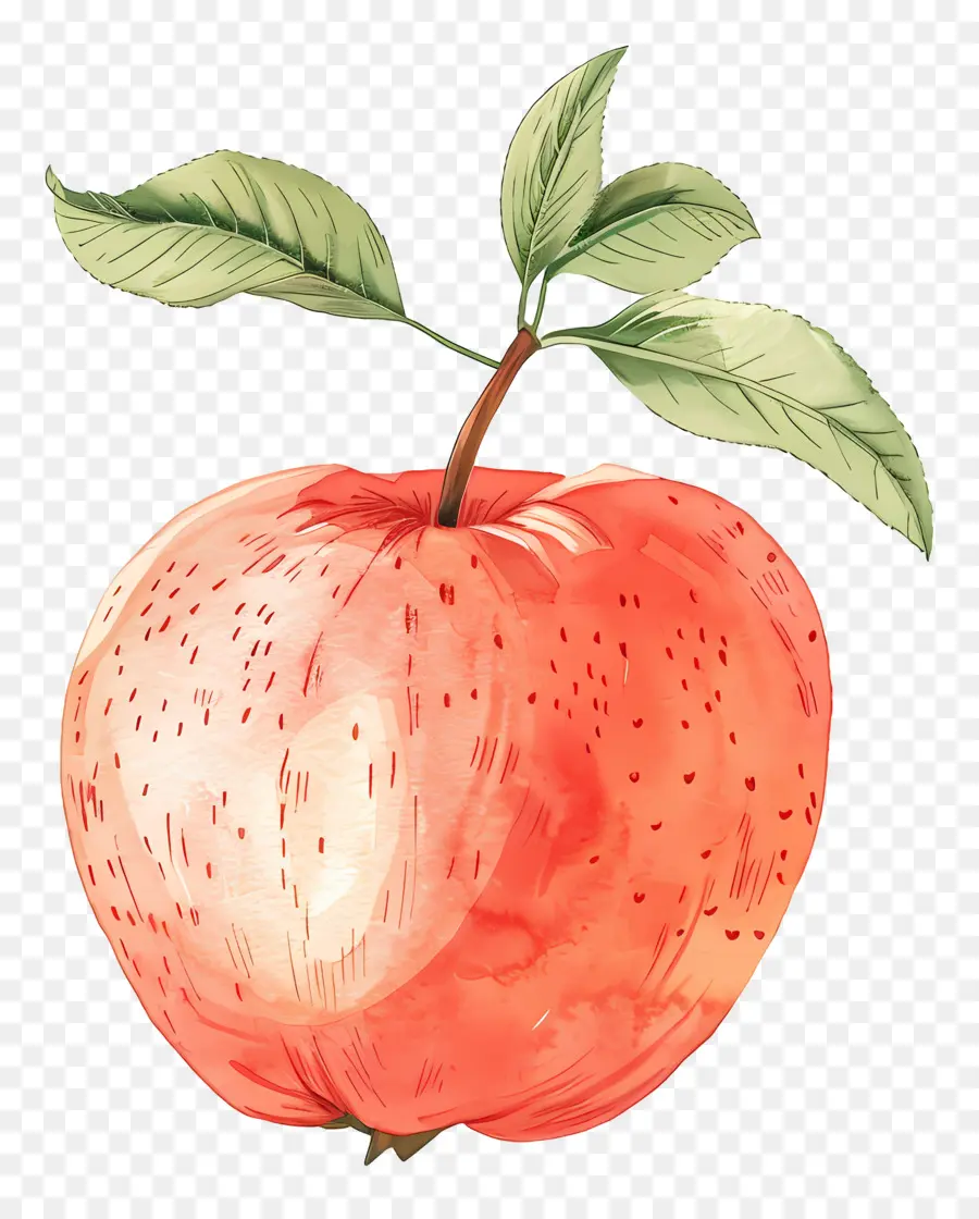 Apple，Lukisan Apel PNG