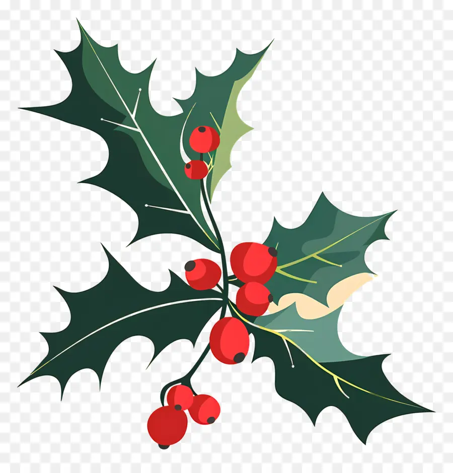 Holly，Daun Daun PNG