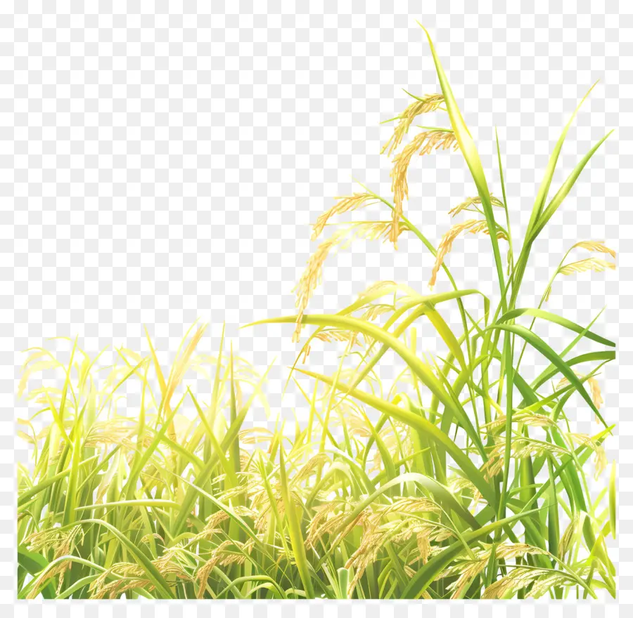 Sawah，Potong Rumput PNG