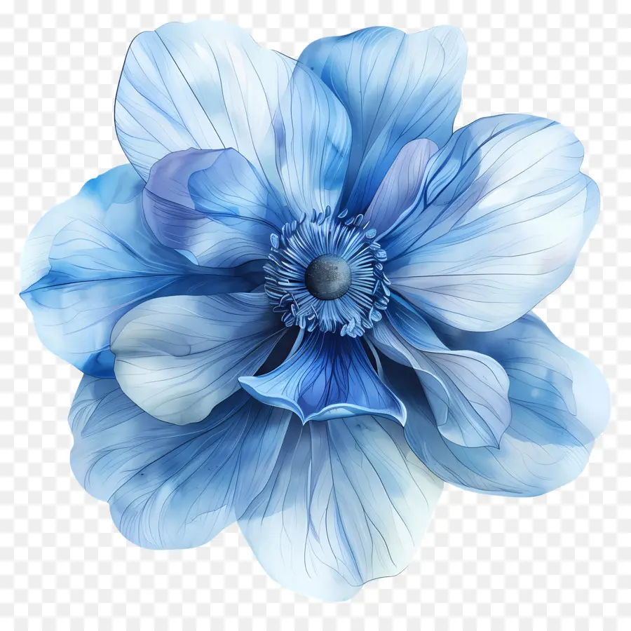 Bunga Biru，Pusat Putih PNG