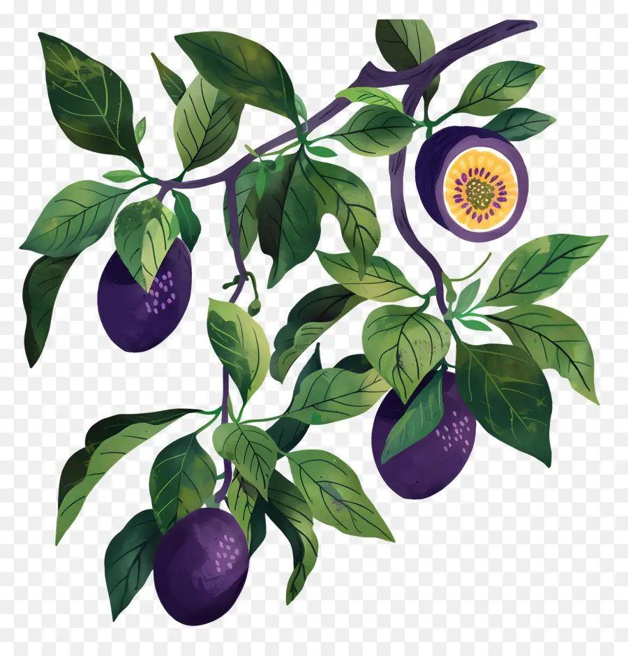 Buah，Buah Markisa PNG