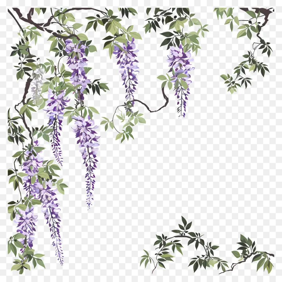 Anggur Wisteria，Wisteria PNG