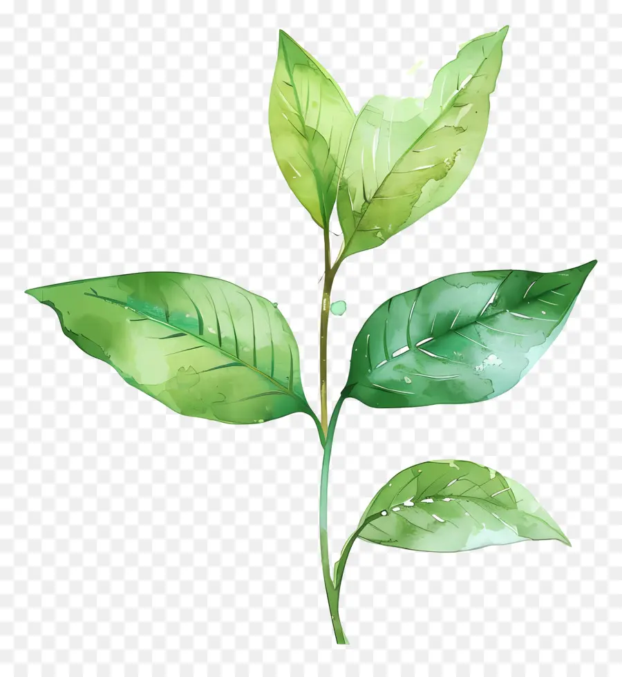 Hijau Daun，Daun Hijau PNG