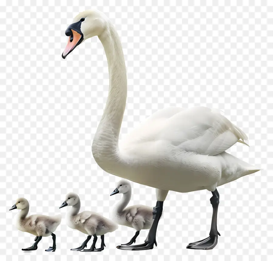 Angsa，Angsa Dengan Cygnets PNG