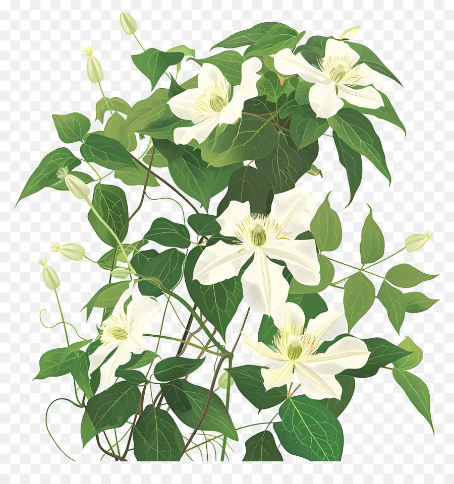 Tanaman Anggur Clematis，Bunga Putih PNG