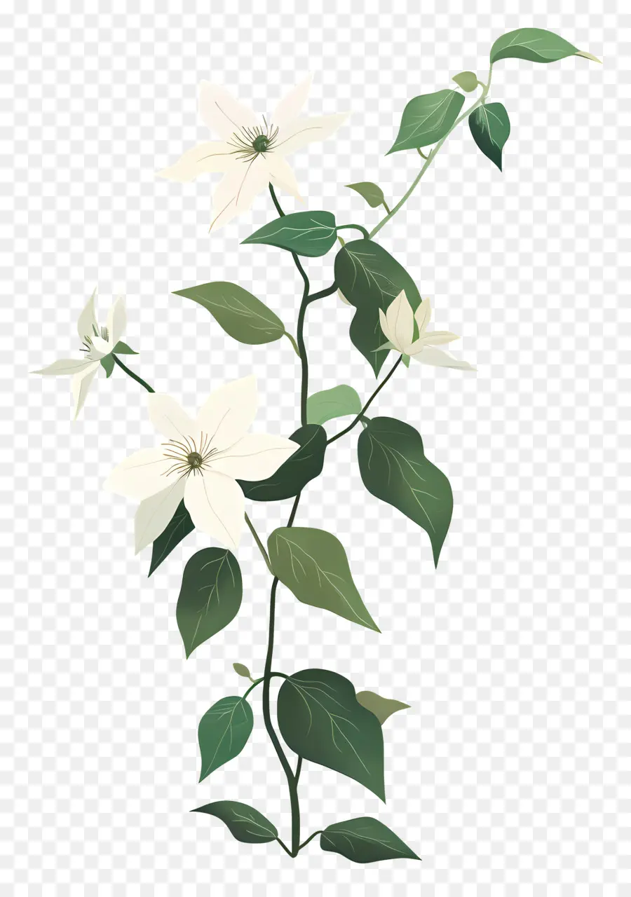 Tanaman Anggur Clematis，Bunga PNG