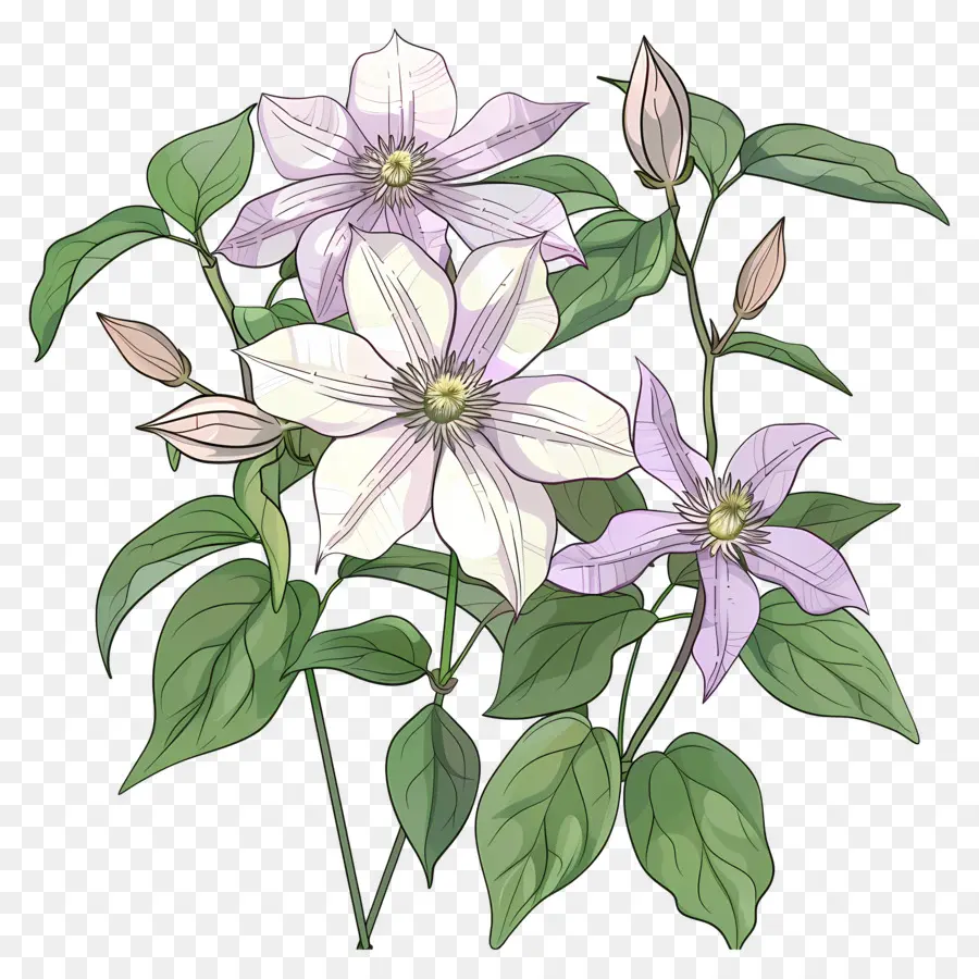 Tanaman Anggur Clematis，Bunga Ungu PNG