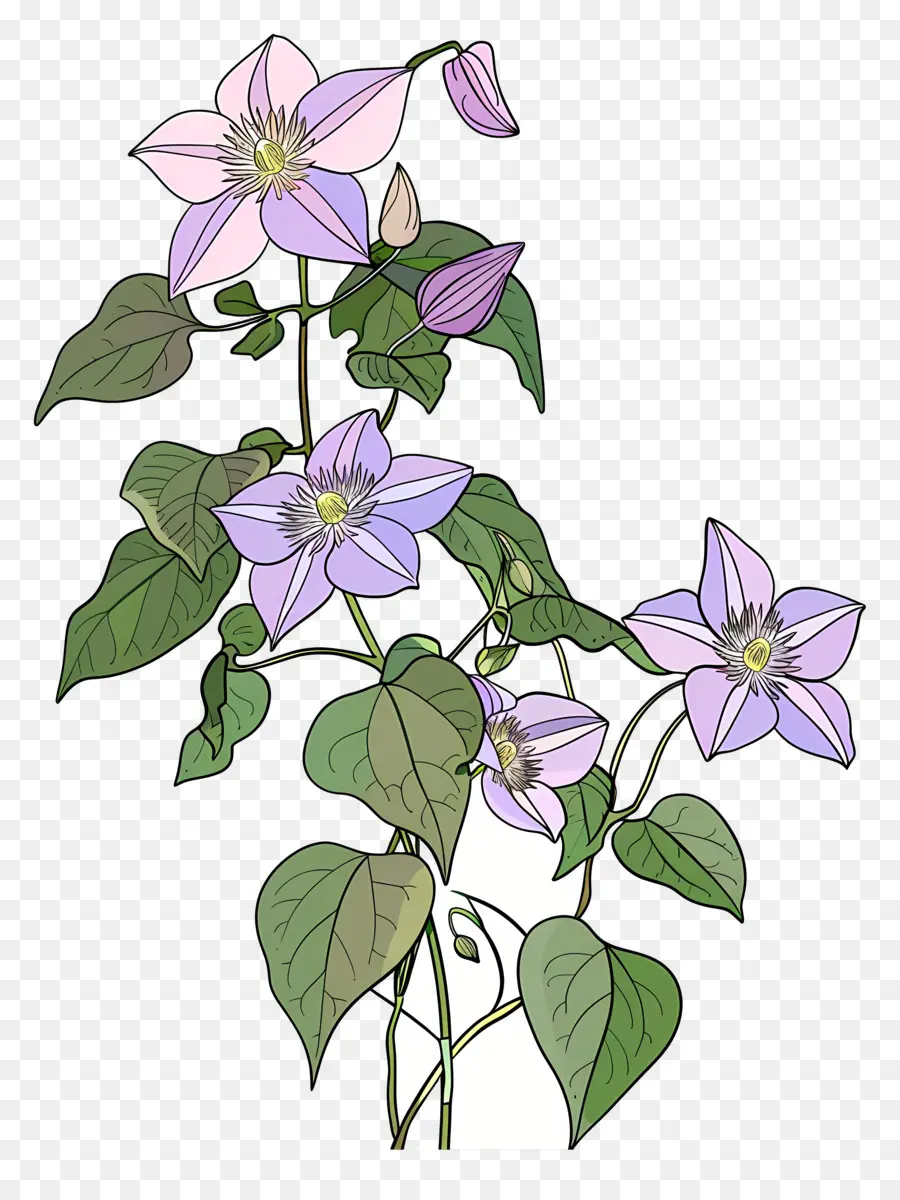 Tanaman Anggur Clematis，Bunga Ungu PNG