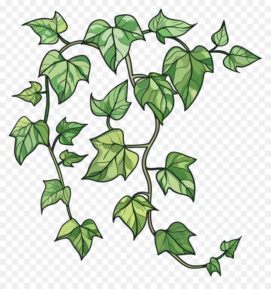 Ivy，Daun Daun PNG