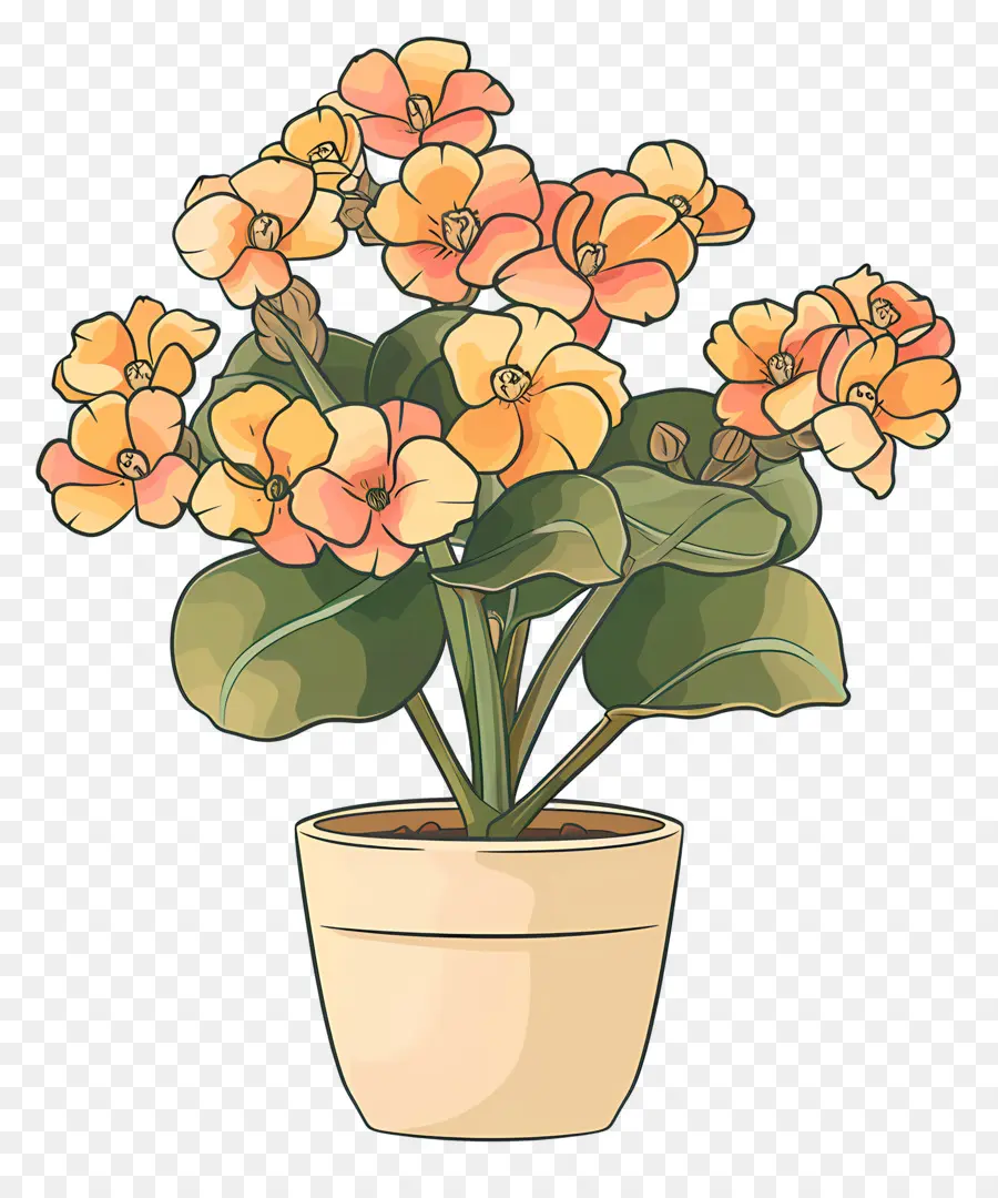 Kalanchoe，Tanaman Pot PNG