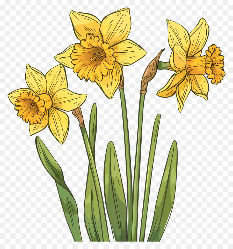 Daffodil Kuning，Bakung PNG
